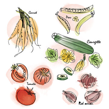 Watercolor effect vegetable vector icon set. Digital painting and hand-drawn monoline elements.