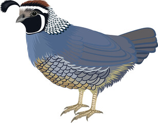 vector California valley quail illustration - obrazy, fototapety, plakaty