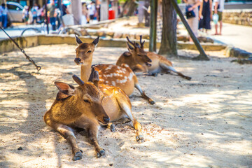 広島県　宮島の鹿
