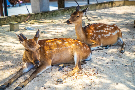 広島県　宮島の鹿