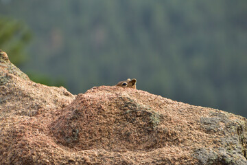 Squirrel peeking over a rock