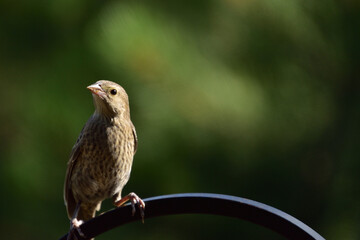 brown bird perched on crook
