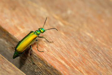 Die Nahaufnahme eines länglichen grün glänzenden Prachtkäfers.
