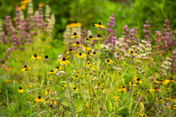 Field of Wild Coneflowers Wildflowers In Summer