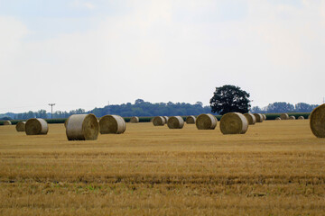 Auf einem abgeernteten Getreidefeld liegen runde Rollen mit Stroh herum.
