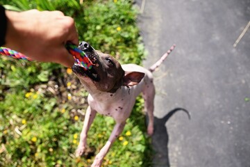 Stubborn american hairless terrier holds on toy held by a man hand
