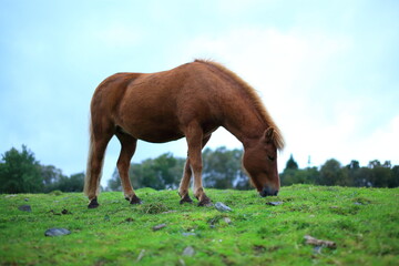 Naklejka na ściany i meble horse in the field