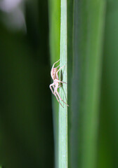 Eine Kräuseljagdspinne, Spinne sitzt auf dem Blatt einer Wasserlilie.