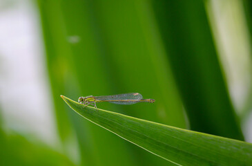 Eine Kleinlibelle sitzt auf der Spitze eines Blattes der Wasserlile.
