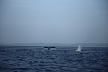 Obraz premium fishing on the sea