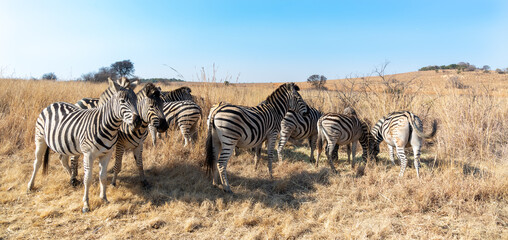 Fototapeta na wymiar Zebra herd in the Rietvlei Nature Reserve, Gauteng, South Africa.