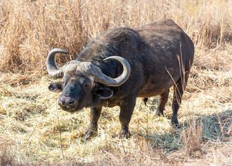 Cape buffalo bull, photographed in the Rietvlei Nature Reserve, Gauteng, South Africa.