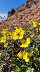 Obraz premium Mountain flowers
