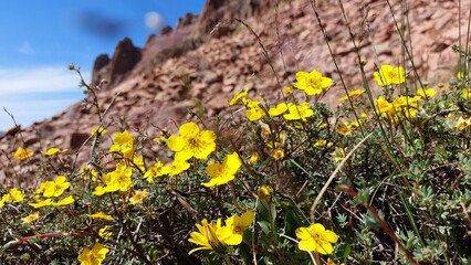 Obraz premium Mountain yellow flowers