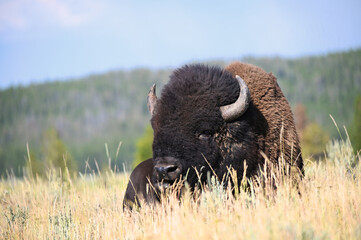 Bison resting on dry grass with mountain behind © Vivian