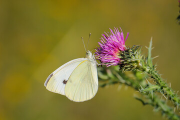 Ein Kohlweißling, Schmetterling auf einer Blume.