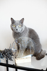 Cute gray shorthair British cat and looks at the camera. A beautiful cat advertises food. Purebred Briton sitting on table with lavender