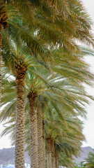 Row of tall date palm tree. Oman, Middle east.