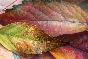 Colorful autumnal fallen leaves