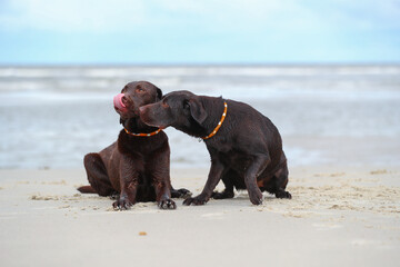 Zwei Braune Labradore spielen am Strand im Wasser