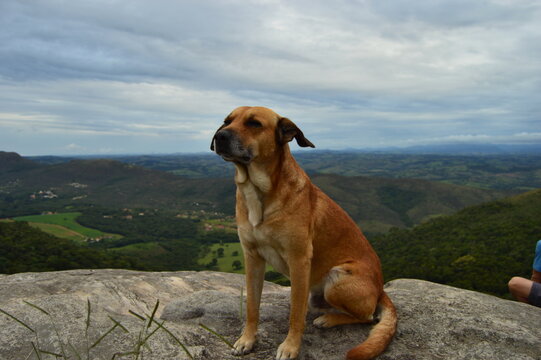 82 melhor ideia de Dog alemão  dogue alemão, cães, cachorro