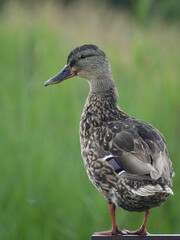 female mallard duck (Anas platyrhynchos)