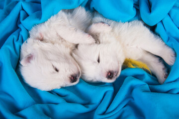 Two white Samoyed puppies are sleeping in a blanket