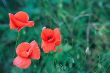 Blooming wild poppies on the meadow at summer.