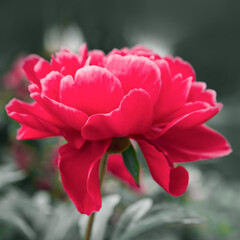 Fototapeta premium Red peonies flowering isolated on green background .