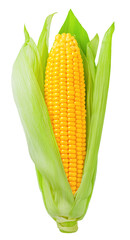 ear of corn isolated on white background