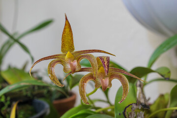 Bulbophyllum lobbii asiatic epyphit orchid from Asia