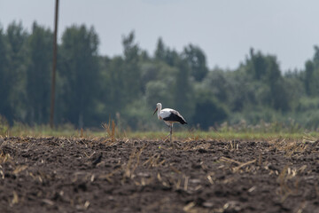 Ciconia ciconia walks through a plowed field.