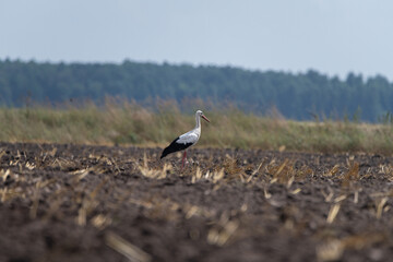 Ciconia ciconia walks through a plowed field.