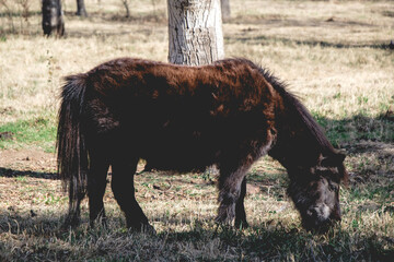 Beautiful brown little horse (pony) grazing alone among trees