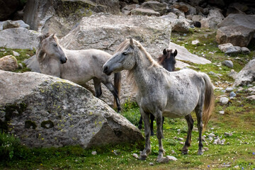 Wild horses from himalayas