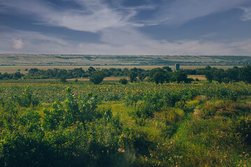 landscape with trees