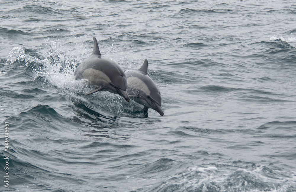 Wall mural Two Common Dolphins Jumping Side By Side