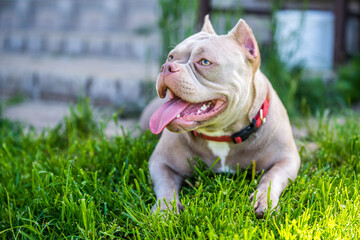 Lilac color American Bully puppy dog lying on green grass