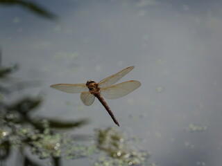 brown hawker dragonfly (Aeshna grandis) in flight over pond