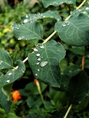 leaf with dew drops