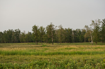 Fototapeta premium Elk Island National Park on a Smoky Summer Evening