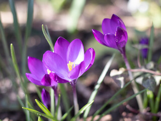 purple crocus flowers
