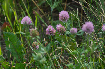 Summer Blossoms of a Clover 