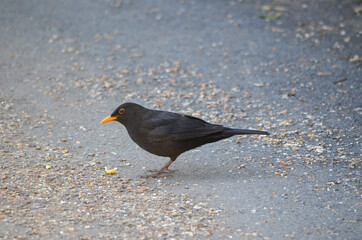 Black bird on a road