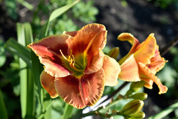 Red and yellow daylily in the garden during the day