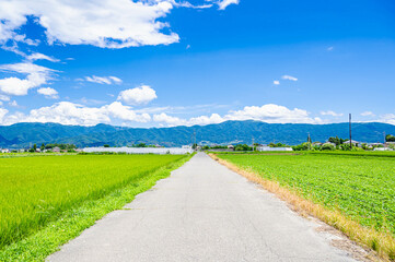 Fototapeta na wymiar 松本市郊外の田園風景