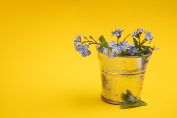 Bucket with early springtime flowers. Concept for greeting card with copy space. Mothers day, easter or valentine day greeting card background.