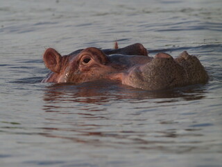 Fototapeta premium Closeup side on portrait of Hippopotamus (Hippopotamus amphibius) heads floating in water looking straight at camera Lake Awassa, Ethiopia