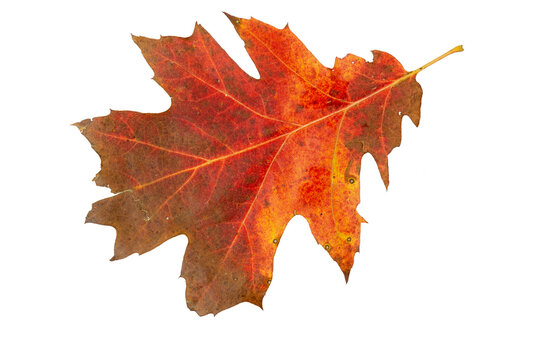 Red real oak tree autumn fall leaf isolated on white background.