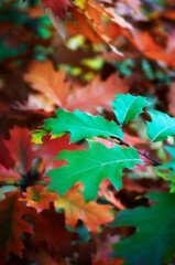 Autumn Colourful leaves of oak tree (Quercus Rudra) in autumn park. Fall background with leaves. Beautiful autumn landscape.